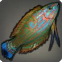 garjana wrasse